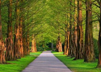 زيادة تكلفة الجوازات الترفيهية في ميشيغان بمقدار دولار واحد في عام 2024