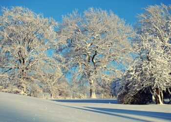 هيئة الأرصاد الجوية تحذر من البرودة الشديدة في مترو ديترويت هذا الأسبوع
