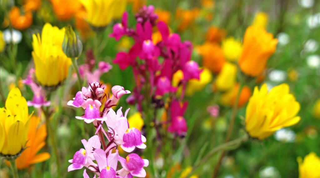 توقعات بوصول الربيع في وقت مبكر إلى ميشيغان