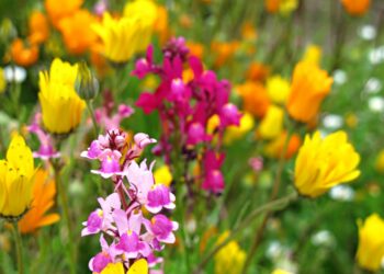 توقعات بوصول الربيع في وقت مبكر إلى ميشيغان