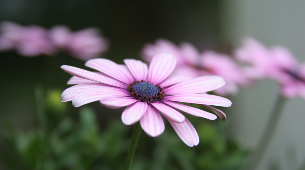 أفضل المتنزهات الوطنية لرؤية أزهار الربيع الرائعة في الولايات المتحدة