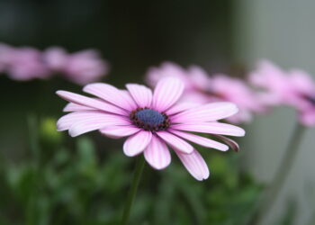 أفضل المتنزهات الوطنية لرؤية أزهار الربيع الرائعة في الولايات المتحدة