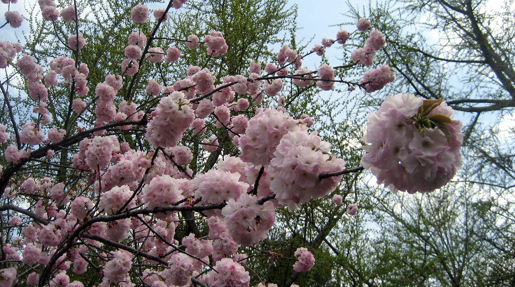 الولايات المتحدة تشهد بداية مبكرة لفصل الربيع بعد انتهاء أحد أكثر فصول الشتاء دفئاً على الإطلاق