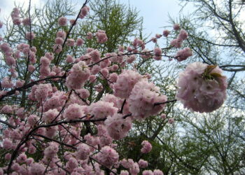 الولايات المتحدة تشهد بداية مبكرة لفصل الربيع بعد انتهاء أحد أكثر فصول الشتاء دفئاً على الإطلاق