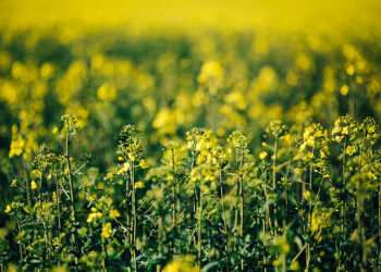 أجواء مشمسة ودافئة في توقعات طقس ديترويت لهذا الأسبوع