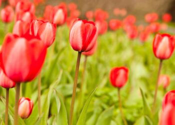 إليك أهم الفعاليات والأنشطة التي يتضمنها مهرجان Tulip Time السنوي لعام 2024