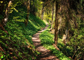 إليك أفضل مسارات المشي لمسافات طويلة والتي تشق طريقها ضمن المناظر الخلابة في ميشيغان