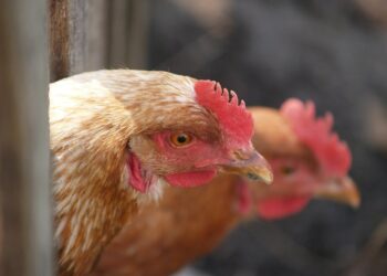 تسريح 400 موظف من أحد شركات إنتاج البيض في ميشيغان مع انتشار أنفلونزا الطيور