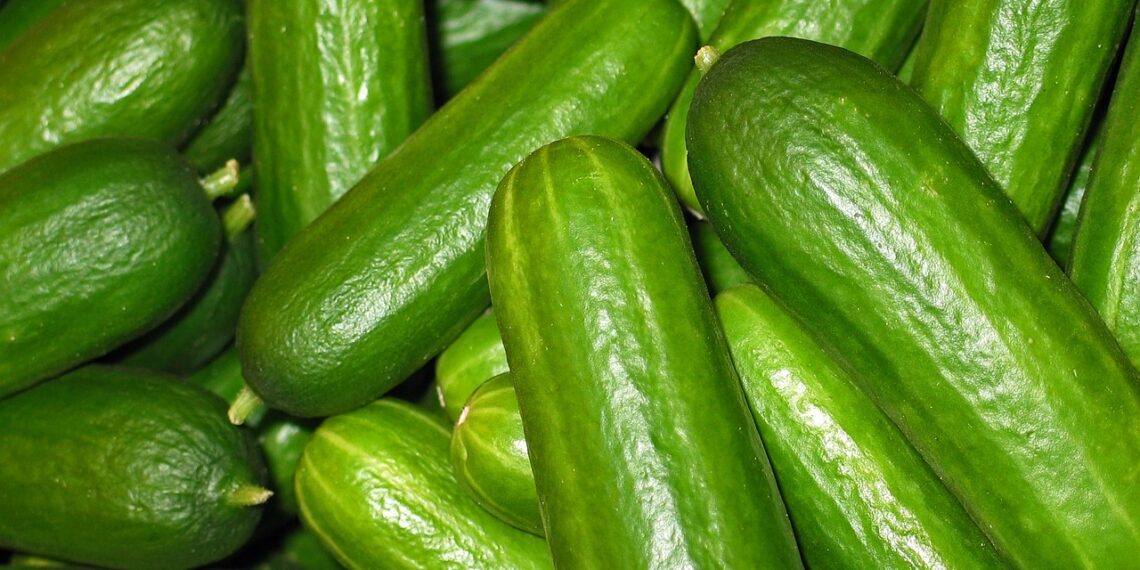 إصابة أكثر من 150 شخص في 25 ولاية بالسالمونيلا بسبب الخيار الملوث بالبكتيريا