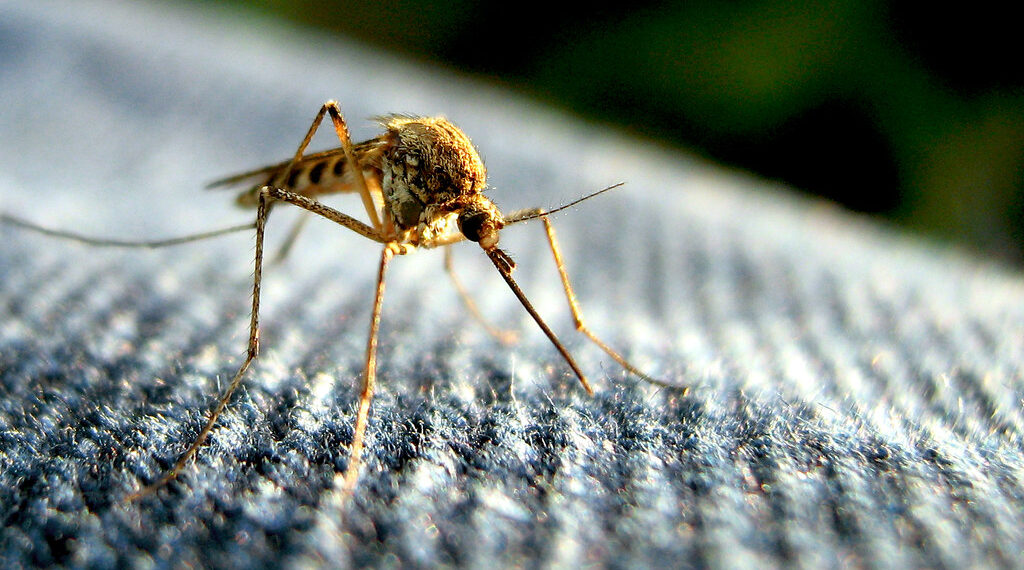 اكتشاف فيروس جديد ينقله البعوض في مقاطعة Saginaw… إليك مجموعة نصائح لحماية نفسك