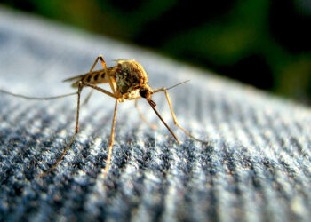 اكتشاف فيروس جديد ينقله البعوض في مقاطعة Saginaw… إليك مجموعة نصائح لحماية نفسك