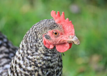 وزارة الزراعة الأمريكية تفرض قواعد جديدة من شأنها الحد من السالمونيلا في منتجات الدواجن