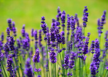 مزرعة “Ocimeae Lavender” تفتح أبوابها للعام الثاني مع مهرجان “U-Pick Lavender”