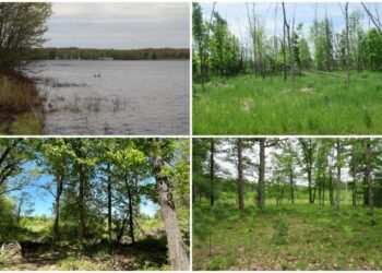 ميشيغان تعلن عن مزاد لبيع 100 قطعة أرض… إليك التفاصيل وكيفية تقديم العطاءات