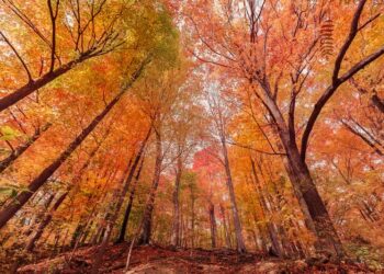 إليك أفضل مدينة جبلية لرحلة برية لا تُنسى في الولايات المتحدة هذا الخريف