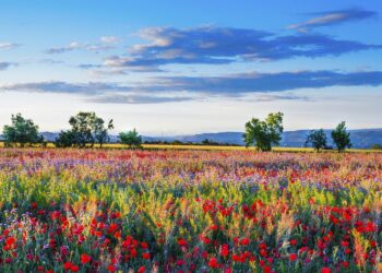 منتزه Burchfield يستضيف فعاليات ترفيهية وتعليمية بأسعار معقولة جداً