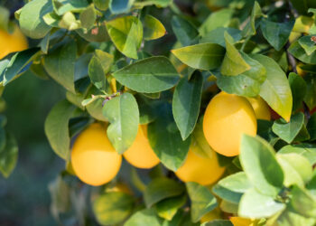 برنامج تجريبي جديد يتضمن زرع الأشجار لتوفير الفاكهة المجانية لسكان ميشيغان